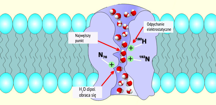 Schematic representation of water movement through a narrow filter of aquaporin channel selectivity
