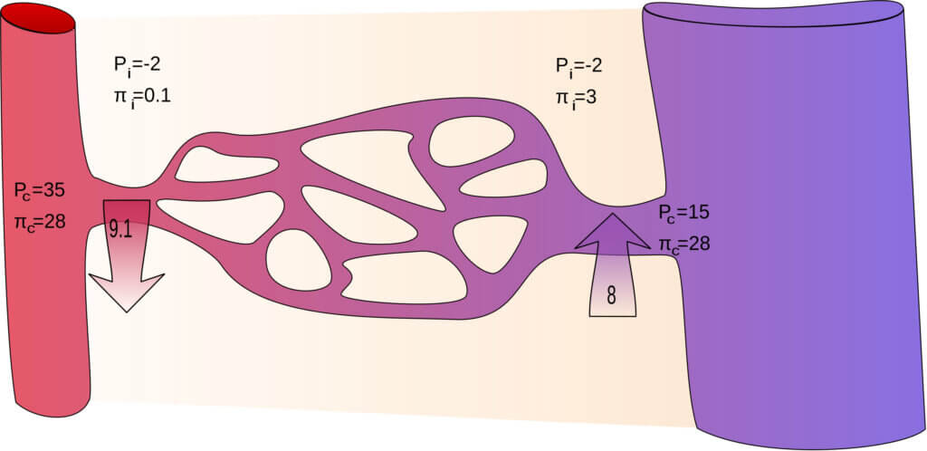 Subcutaneous microcirculation