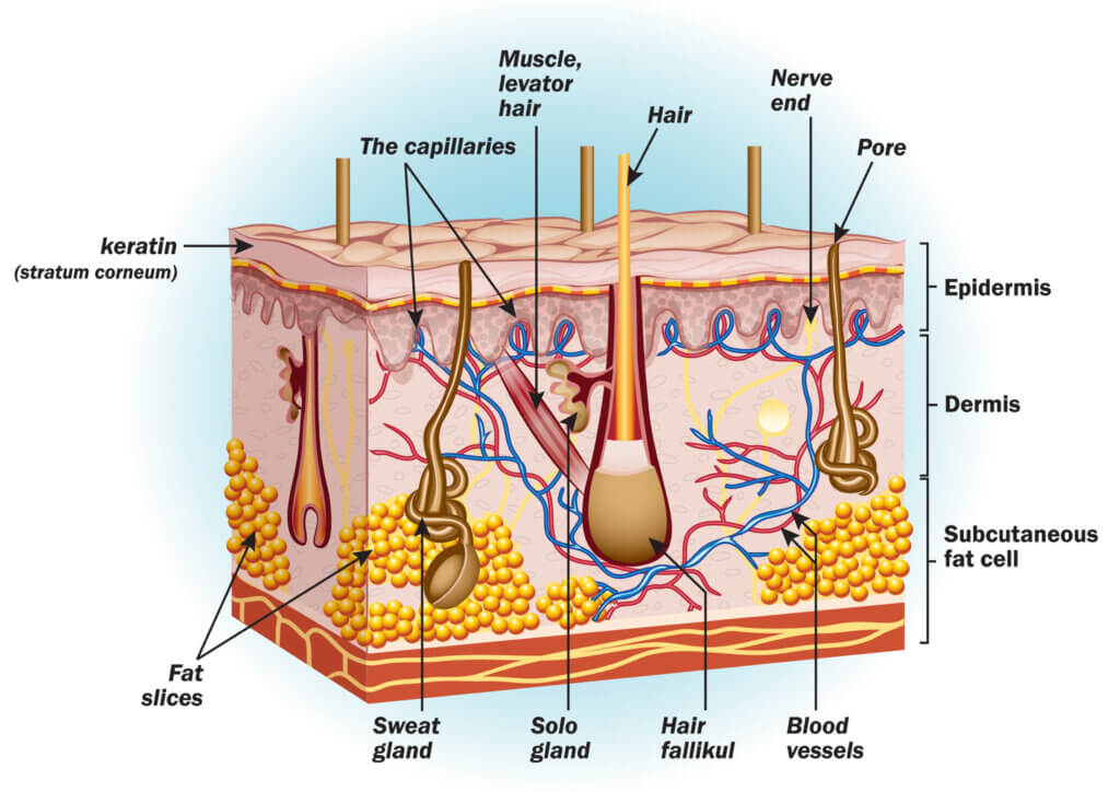 Skin tissue section