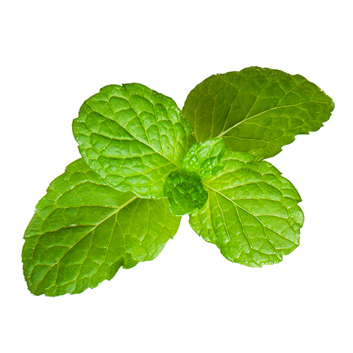 Cooling Mint Algae Mask Cooling Mint Algae Mask